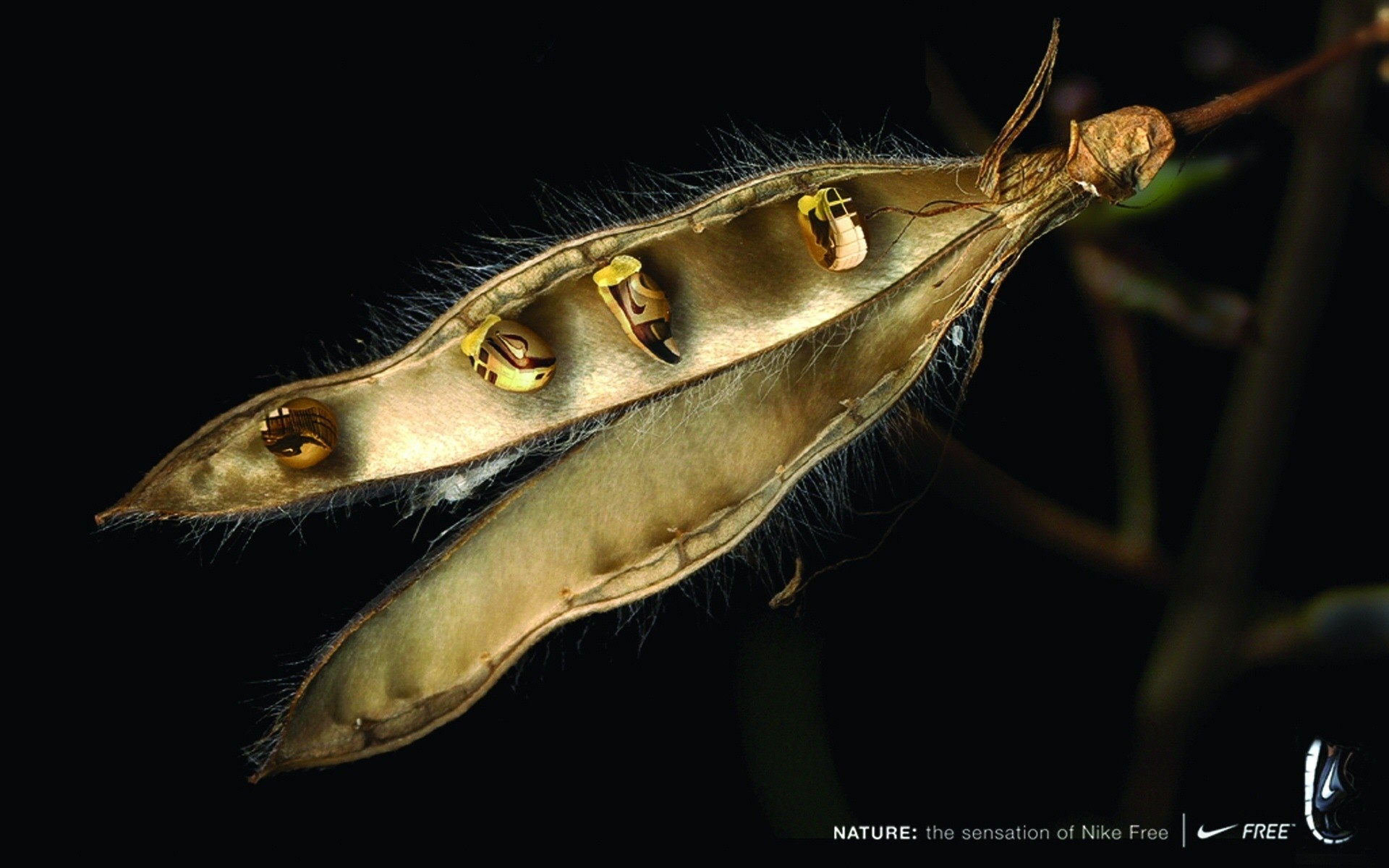 无脊椎动物 野生动物 自然 孤独 户外 抽象设计