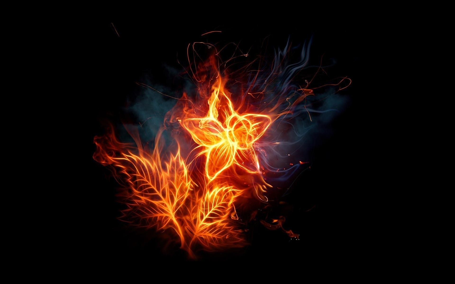 花 火焰 热 能量 烟 光 抽象 易燃 爆炸 发光 火焰 热 燃烧 魔法 燃料 危险 篝火 黑暗 燃烧