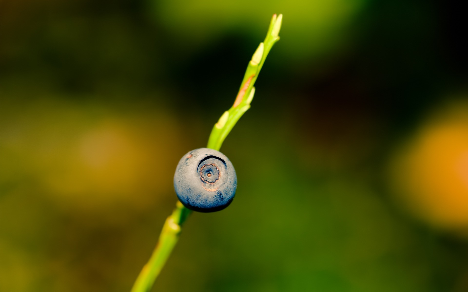 自然 叶子 植物群 模糊 颜色 夏天 花园 成长 户外 秋天 水果