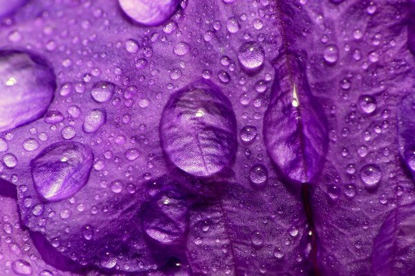 花瓣上的露水。 紫色花瓣与露水