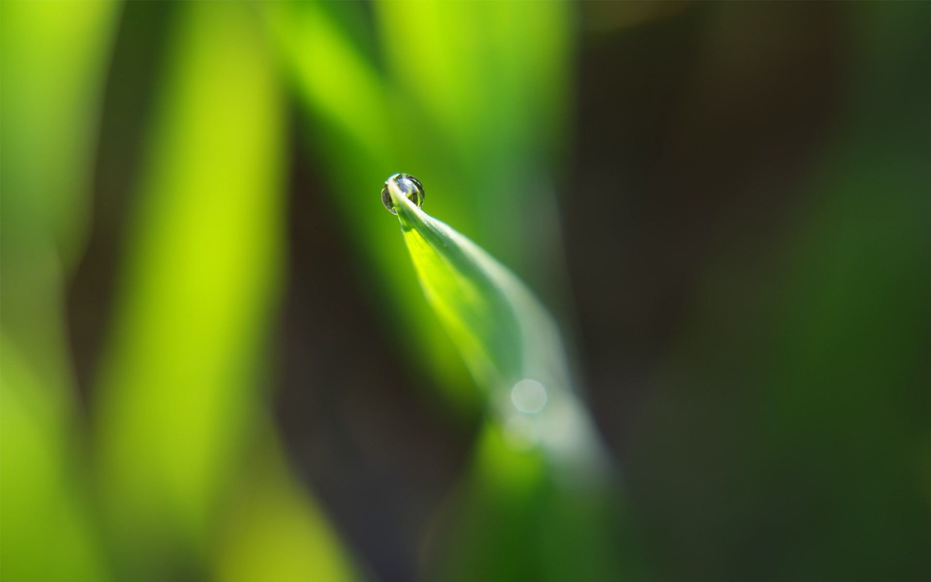 植物 叶 雨 露 自然 秋天 模糊 生长 植物 滴 花园 dof 湿 环境 草 昆虫 焦点 夏天