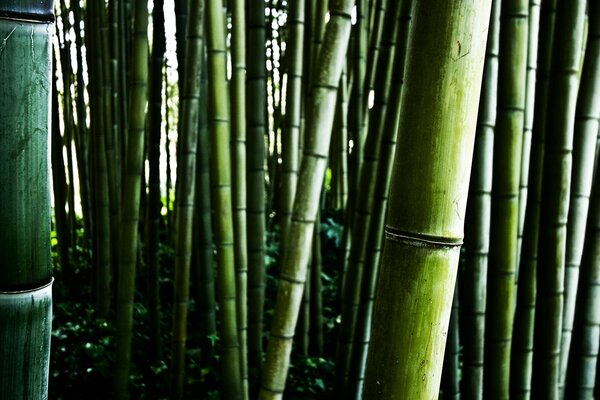 竹林特写
