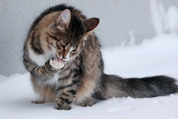 在雪地里洗猫的照片