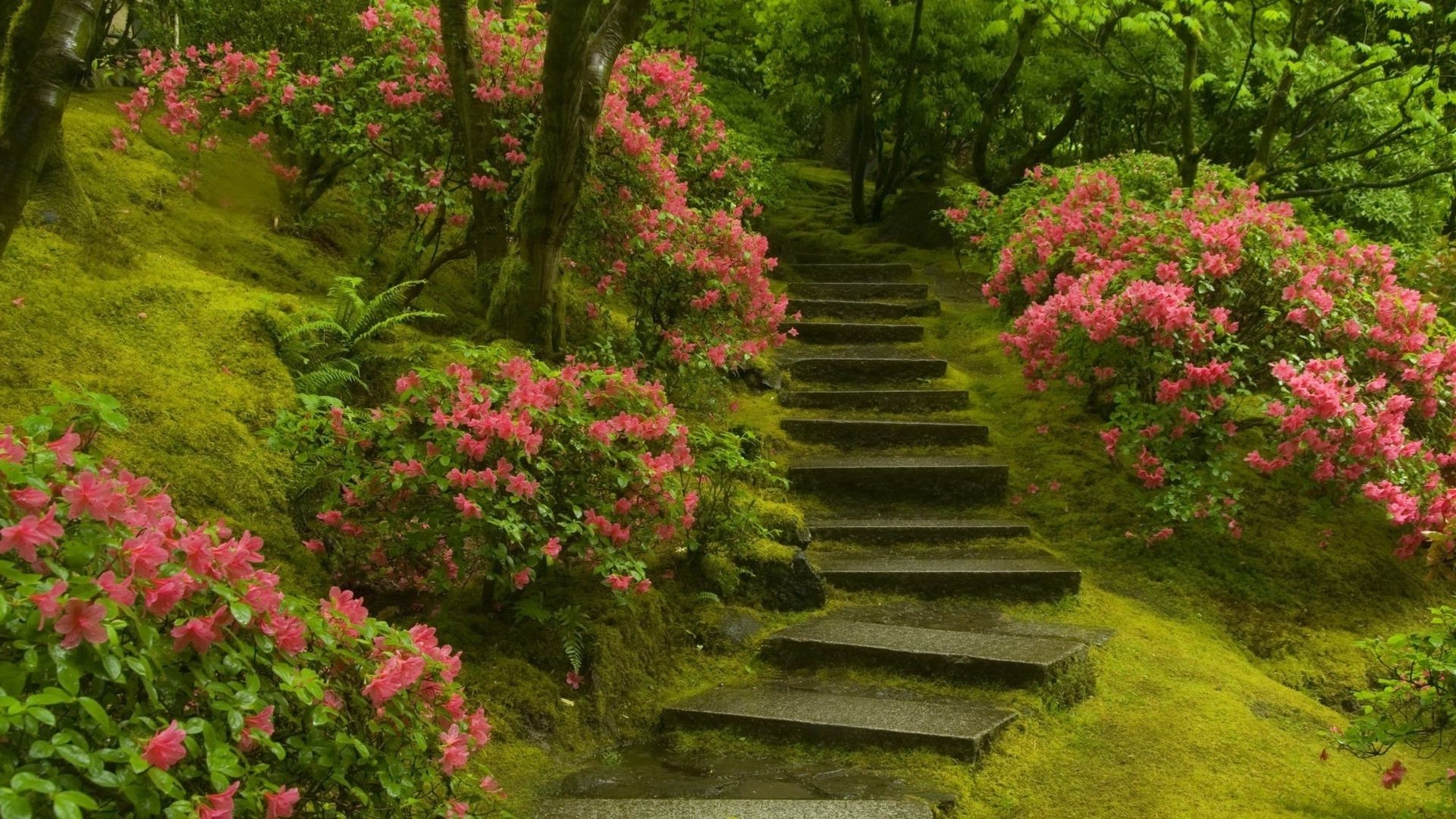 公园 花 花园 叶 公园 树 自然 杜鹃花 户外 木材 景观 途径 植物群 郁郁葱葱 夏天 指南 灌木 增长 植物园