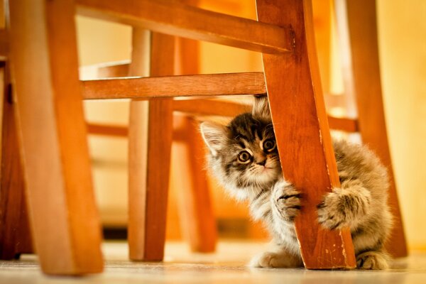 可爱的小猫抓家具