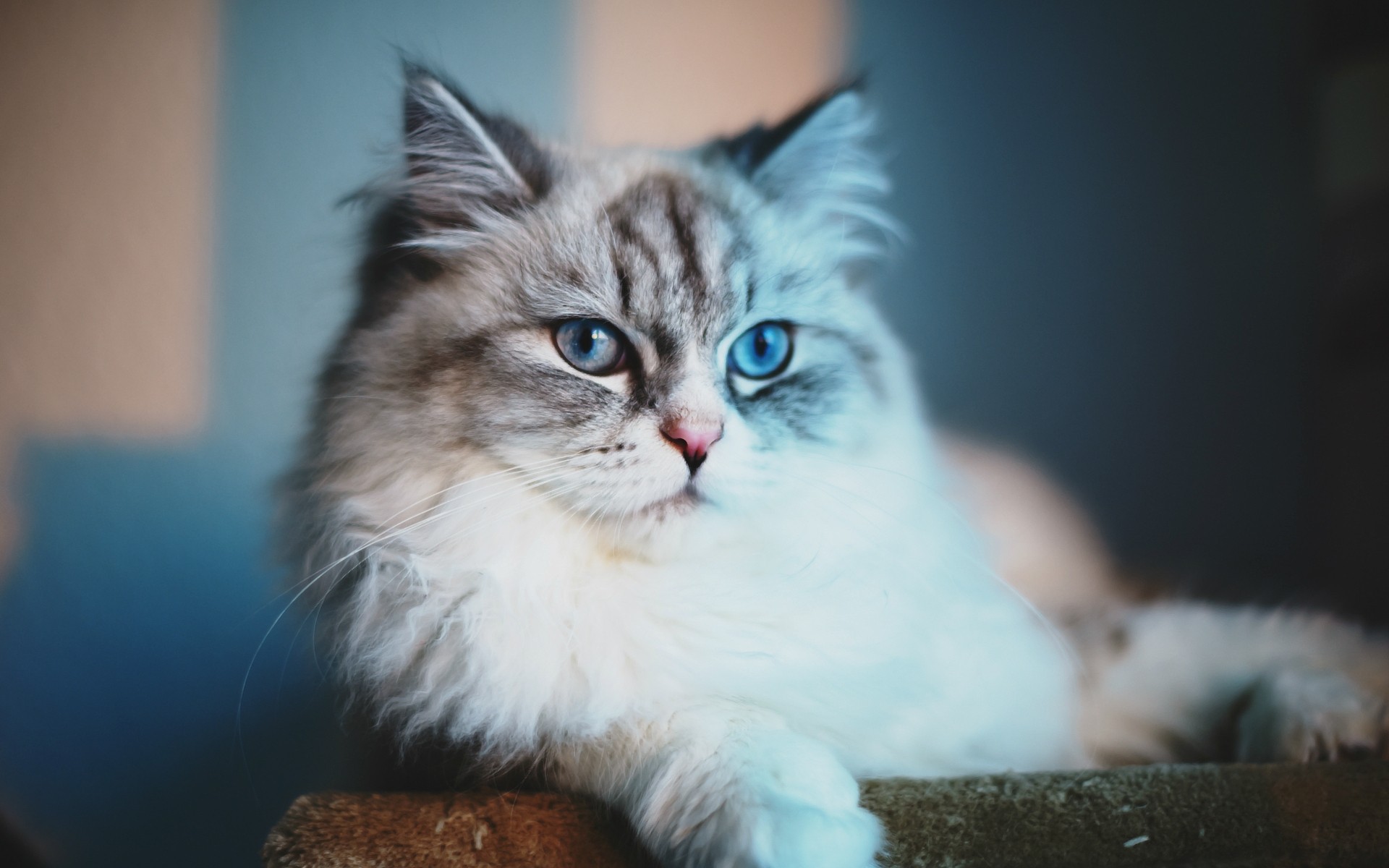 猫 猫 可爱 宠物 肖像 哺乳动物 动物 小猫 眼睛 毛皮 国内 背景 小猫 猫看起来