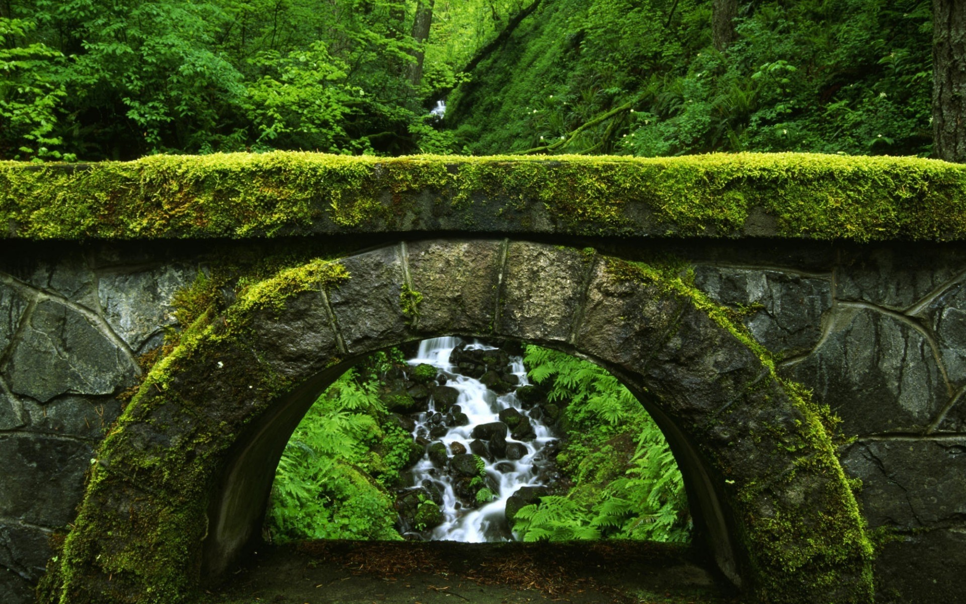 景观 水 旅游 景观 苔藓 叶 风景 石头 环境 自然 木材 河流 户外 树 公园 日光 背景 草 桥