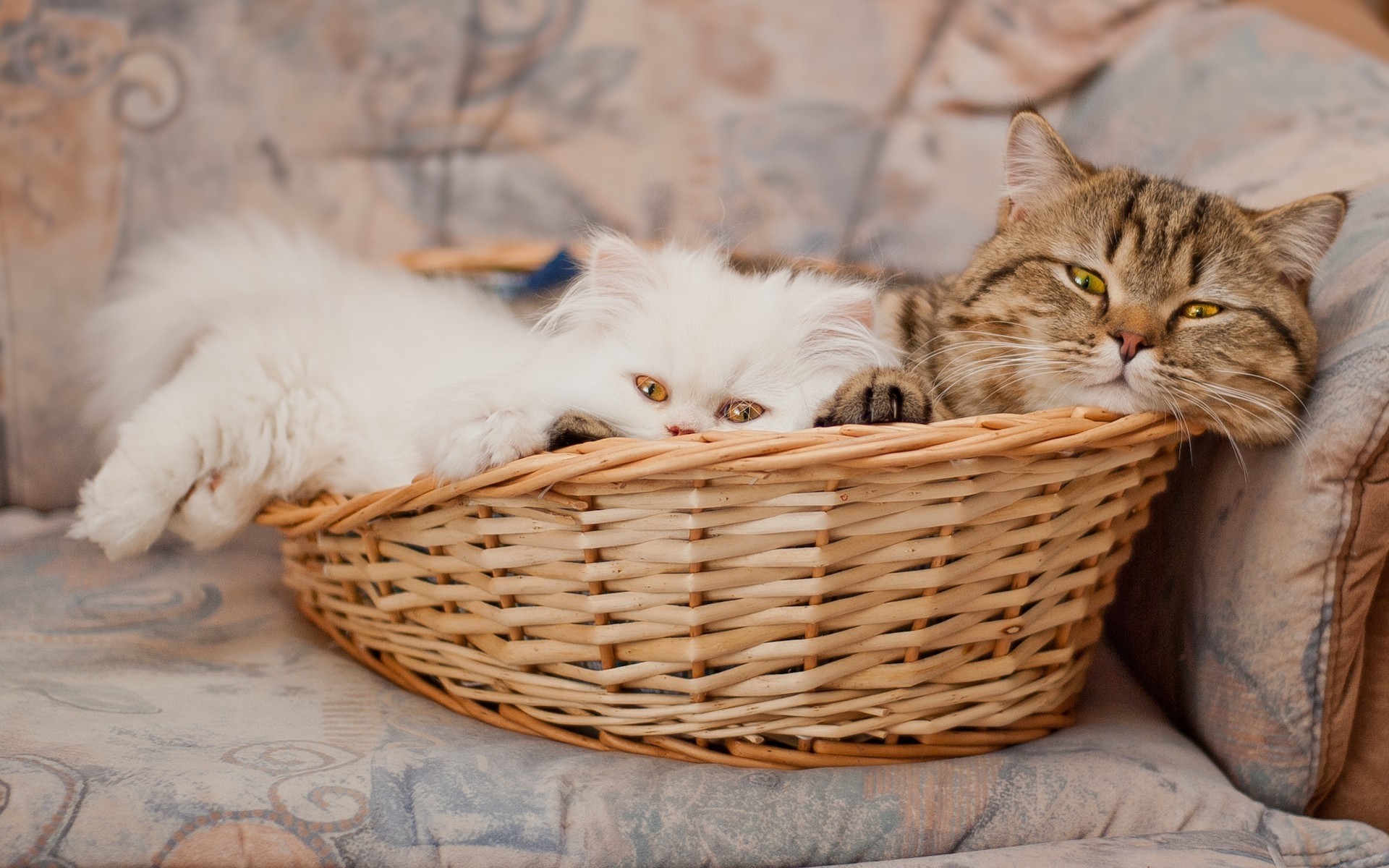 猫 猫 小猫 篮子 宠物 可爱 动物 哺乳动物 毛皮 肖像 国内 绒毛 眼睛 虎斑 年轻 自然 一个 视图 坐 头发 小猫