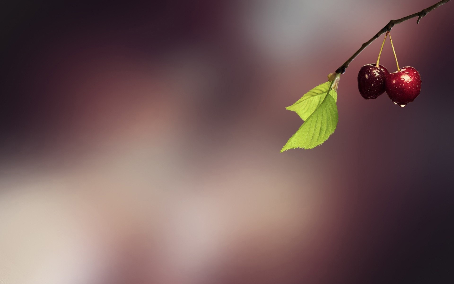 模糊 自然 叶 抽象 艺术 樱桃 水果