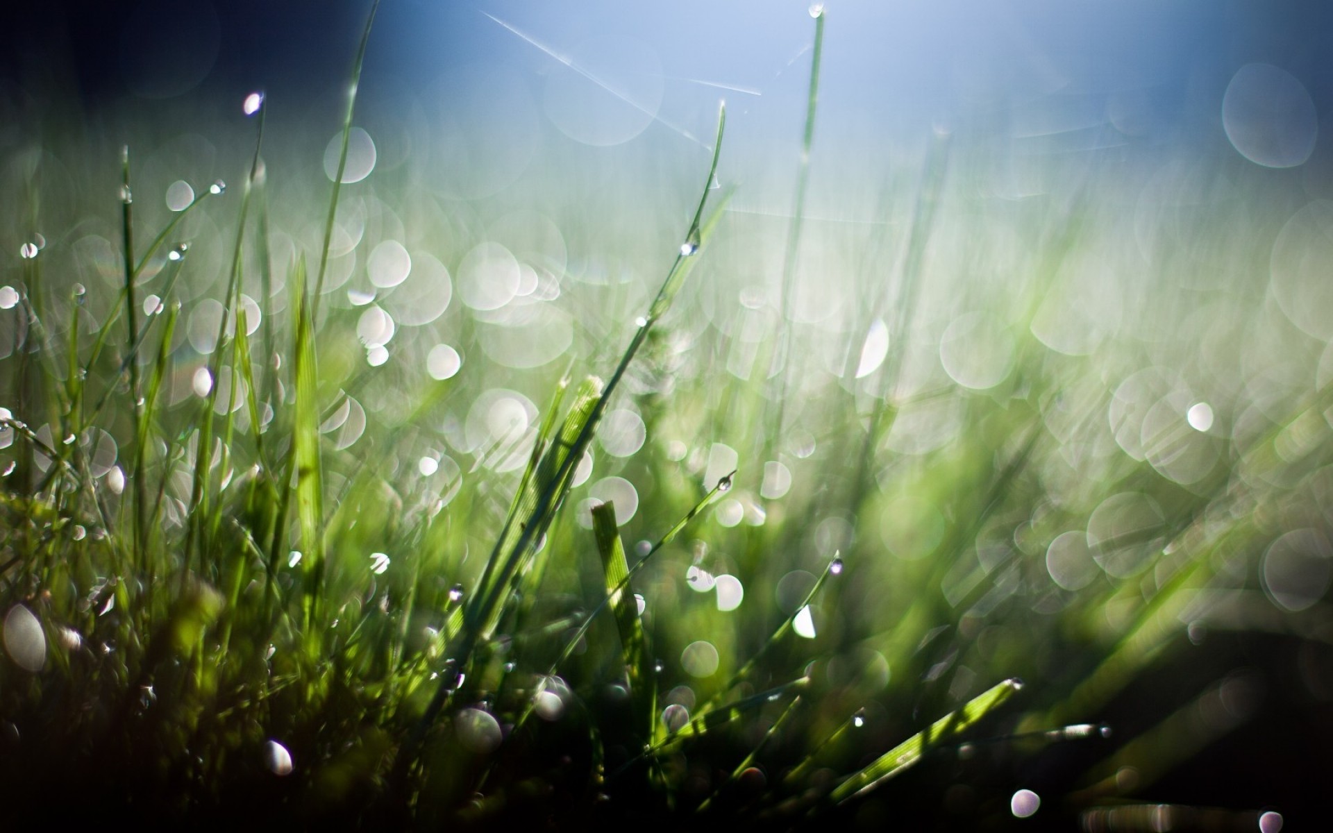 草 草坪 露水 干草 田野 秋天 桌面 植物群 黎明 花园 雨 自然 太阳 夏天 颜色 郁郁葱葱 明亮 好天气 模糊 新鲜