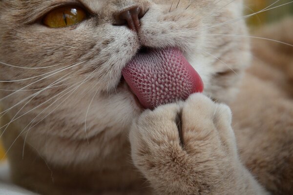 可爱的猫包裹他的爪子