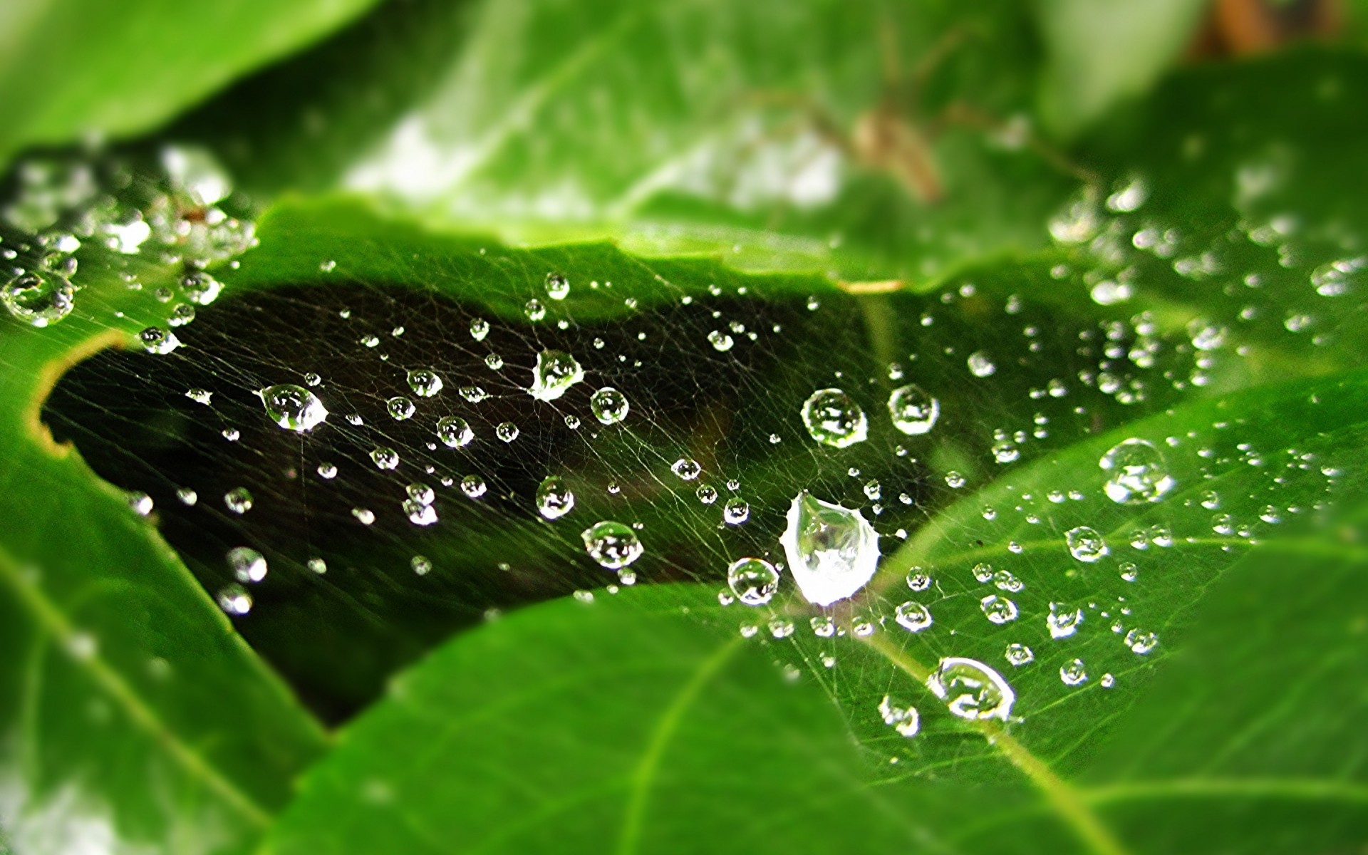 露水 雨 秋天 滴 湿 叶 滴 植物 水 清洁 堰 新鲜 自然 花园 生长 液体 露水 中等 附近 水滴 画。 蜘蛛网