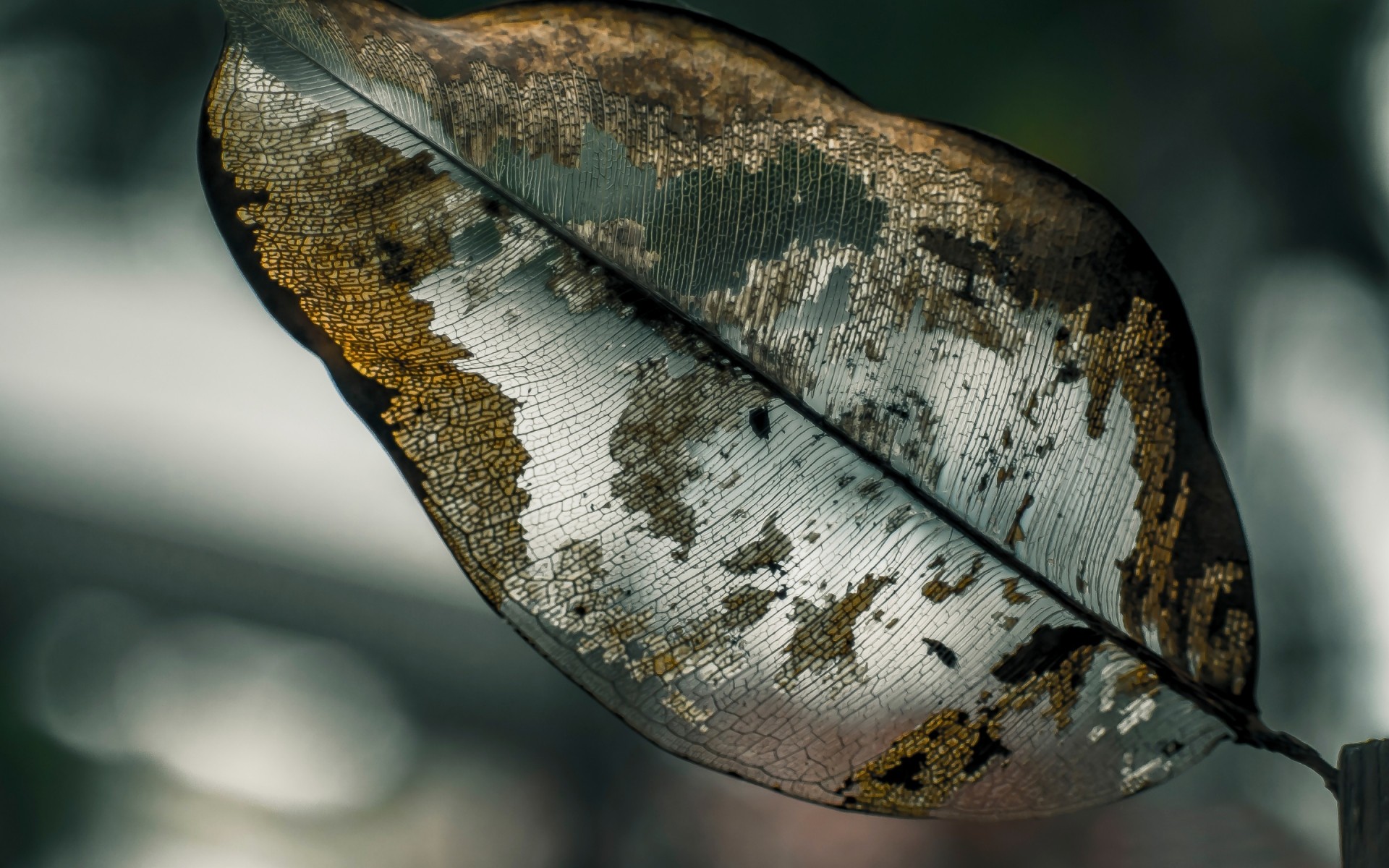 自然 一 动物 桌面 叶