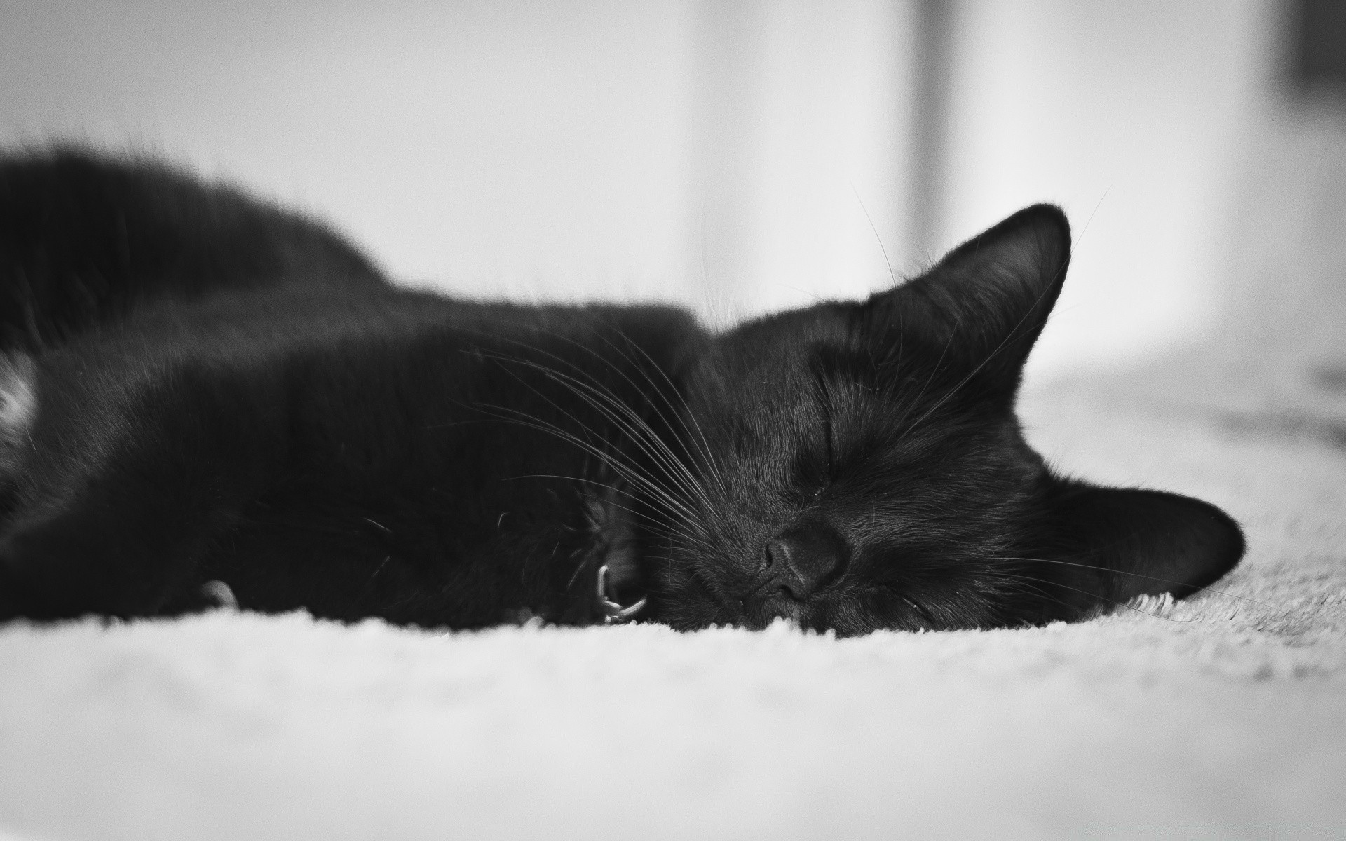 黑色和白色 猫 小猫 肖像 哺乳动物 宠物 单色 一 动物 梦想 毛皮 婴儿 眼睛