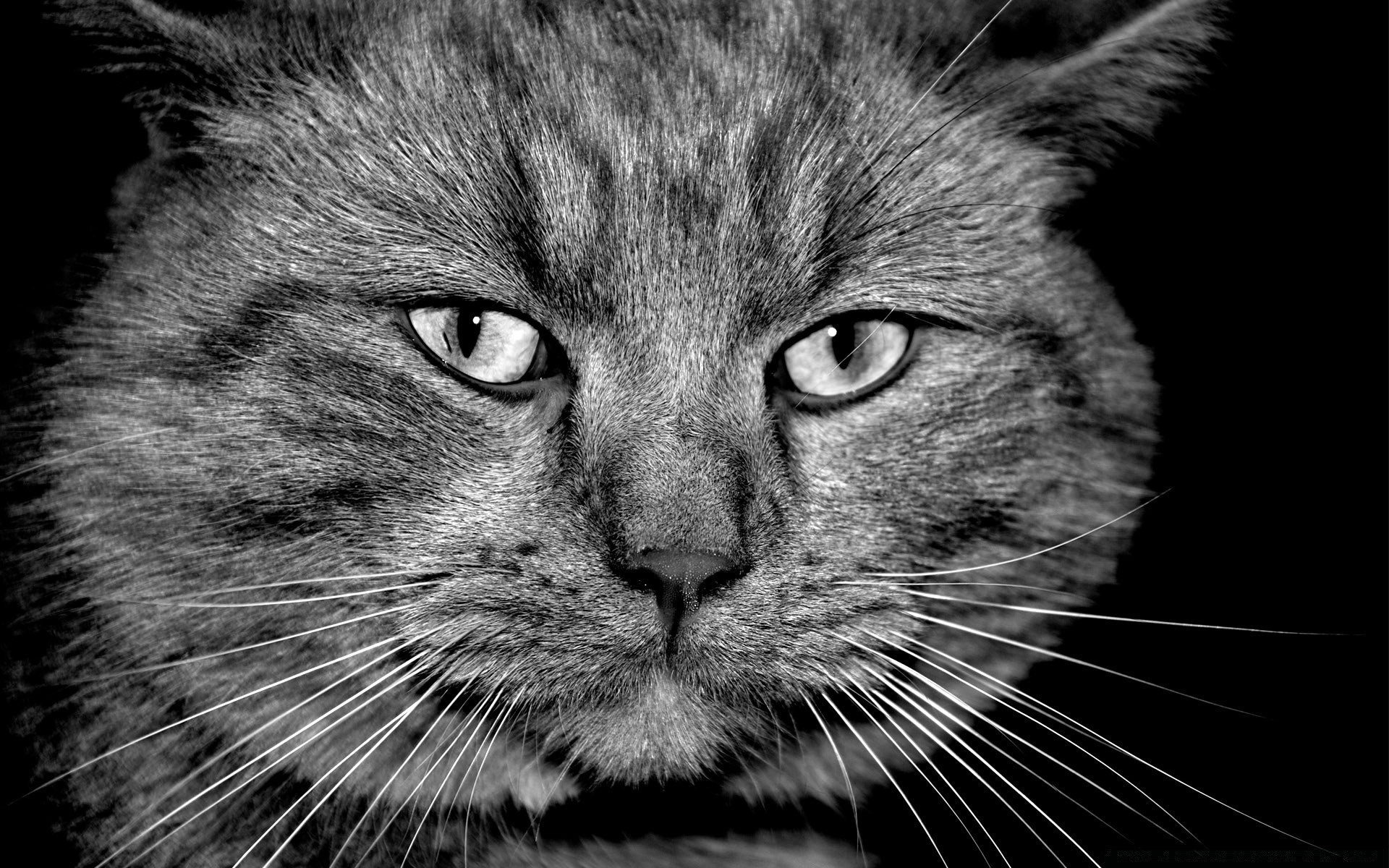 黑色和白色 猫 肖像 宠物 可爱 哺乳动物 动物 毛皮 小猫 绒毛 国内 眼睛 头 头发 灰色 视图