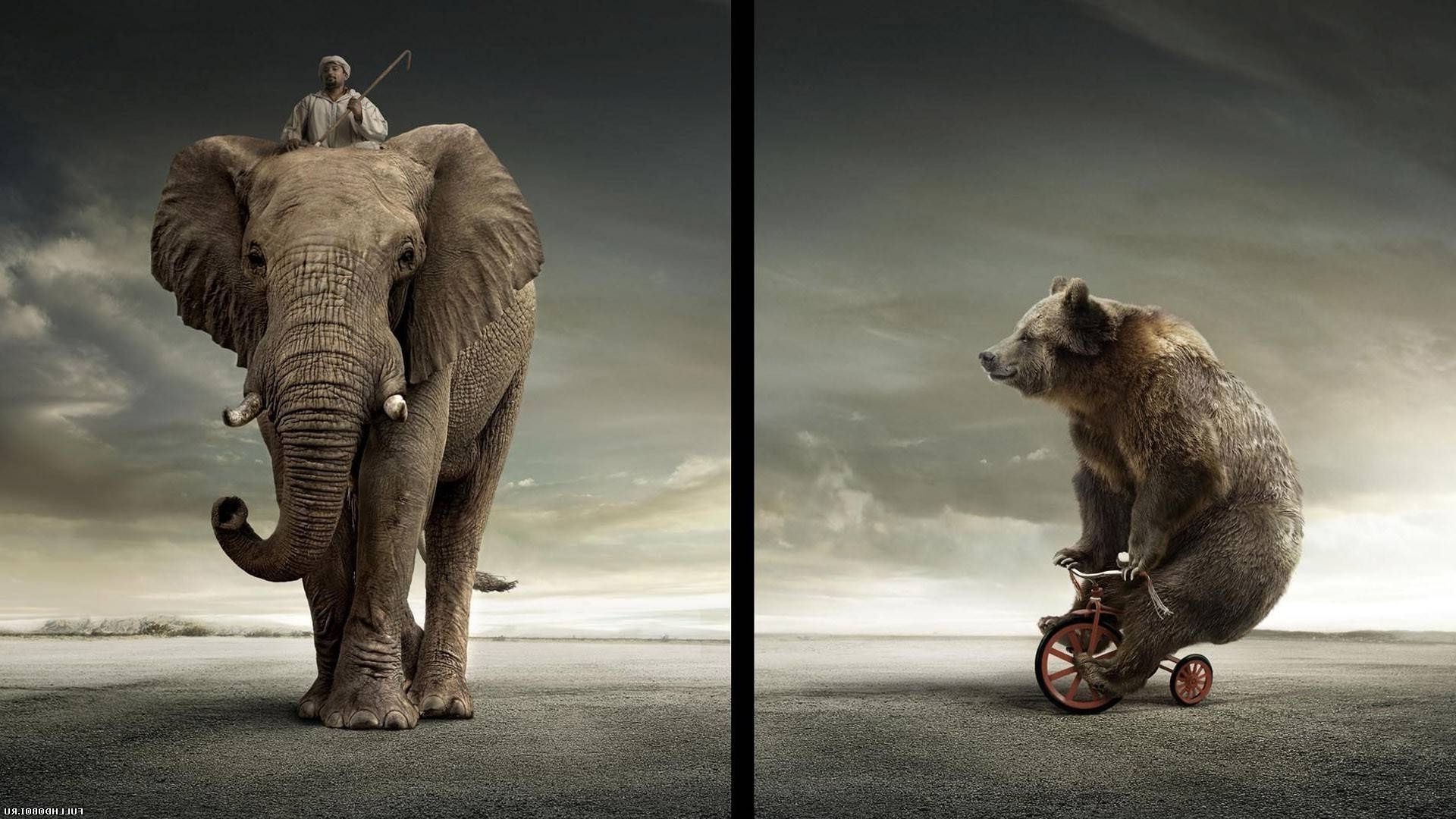 哺乳动物 动物 大象 一 野生动物 二 肖像