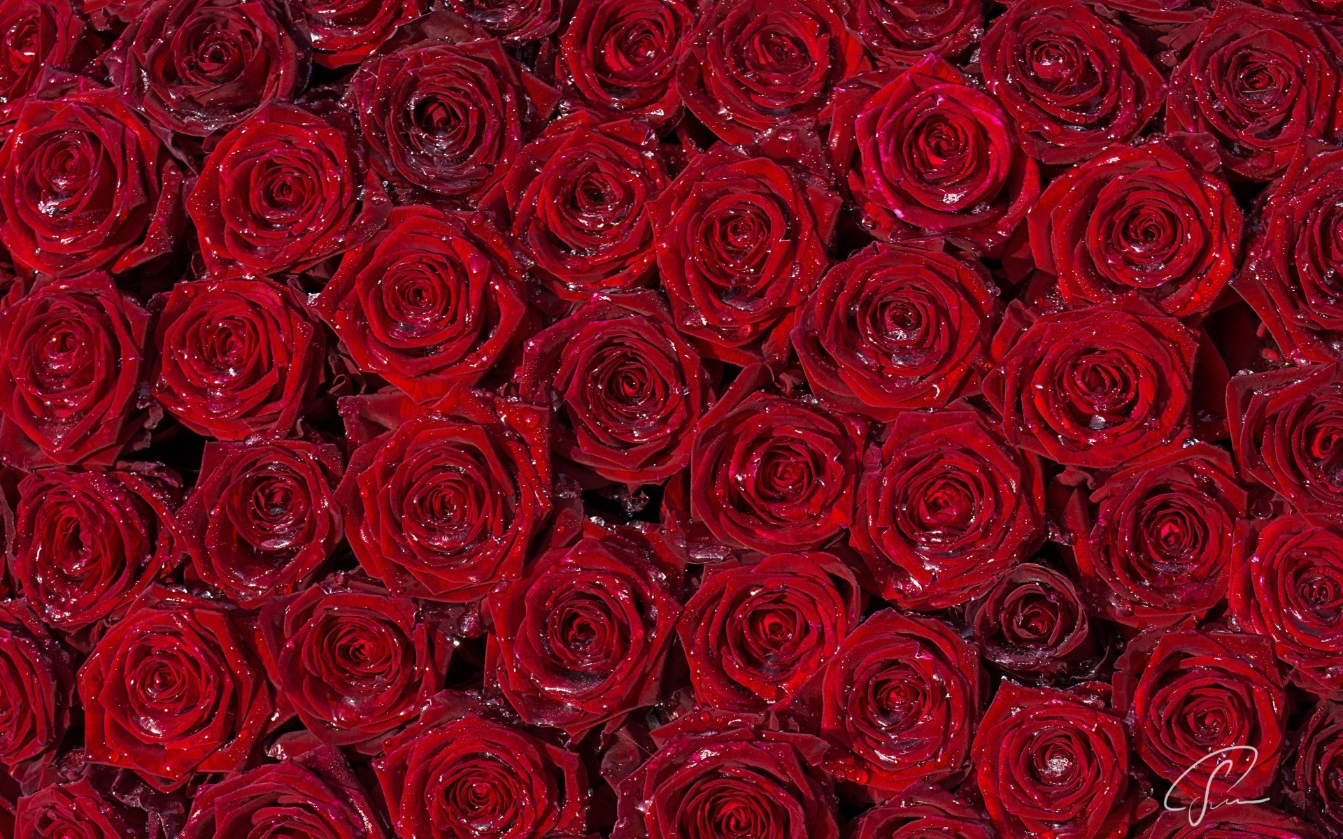 心 玫瑰 花卉 花瓣 花束 花 浪漫 爱情 浪漫 集群 婚礼 开花 周年纪念 礼物 婚姻 植物 植物 植物 好友 优雅 花店 露