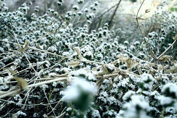 冬季自然草地上的雪