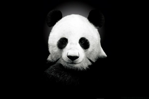 黑色背景上的熊猫照片