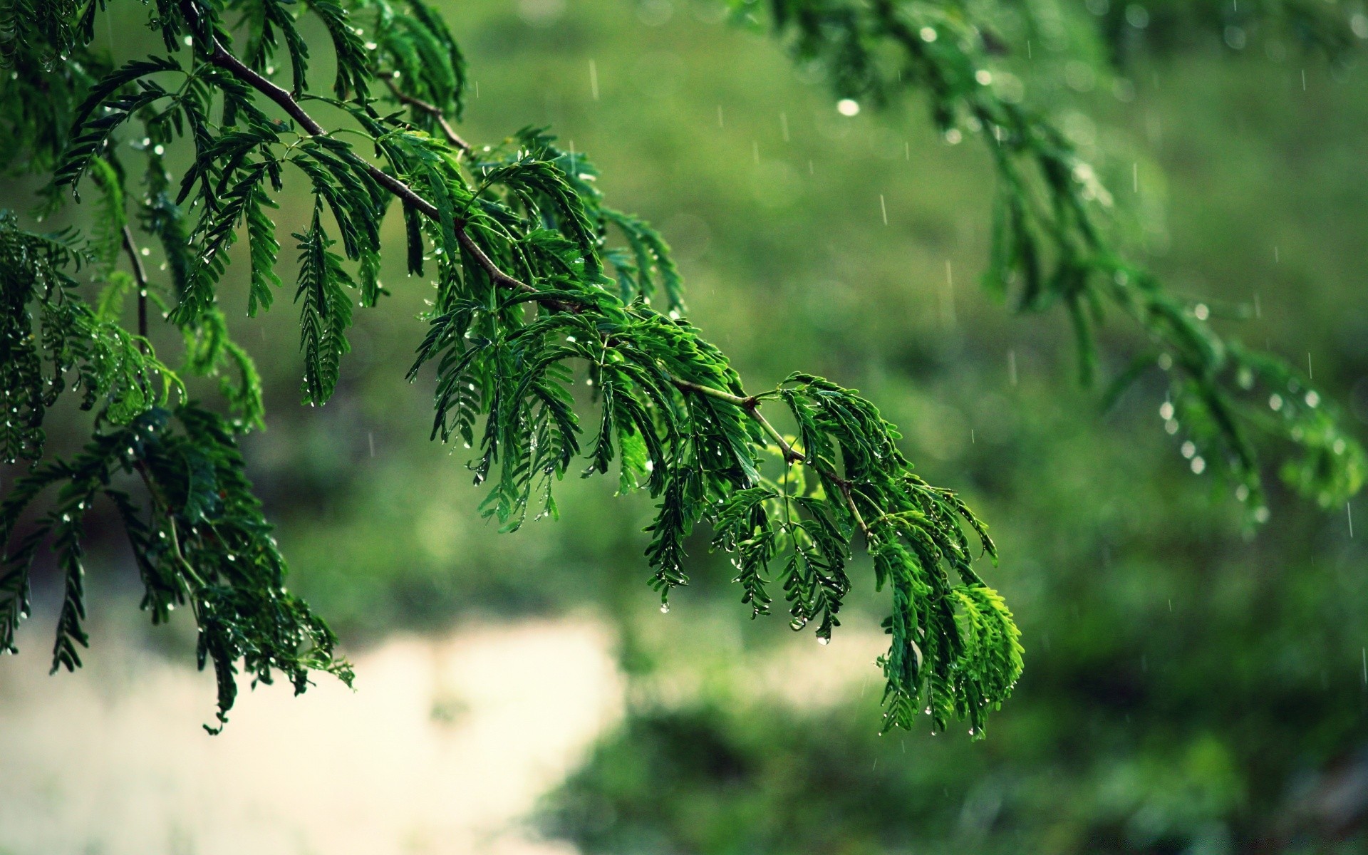 散景 叶 自然 树 植物群 环境 户外 生长 分支 夏天 木材 花园 郁郁葱葱 新鲜 雨 好天气 草 日光 明亮 颜色