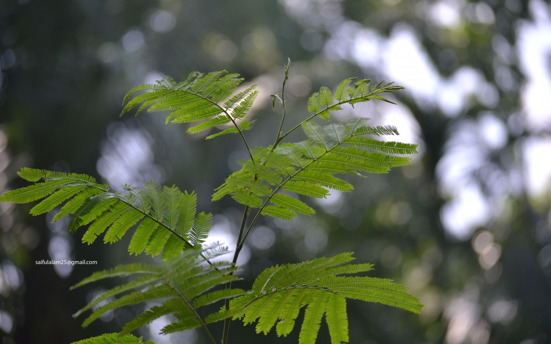 散景 叶 自然 植物群 树 夏天 生长 环境 户外 花园 郁郁葱葱 木材 公园 蕨类植物 明亮 太阳 雨 分支 好天气 特写