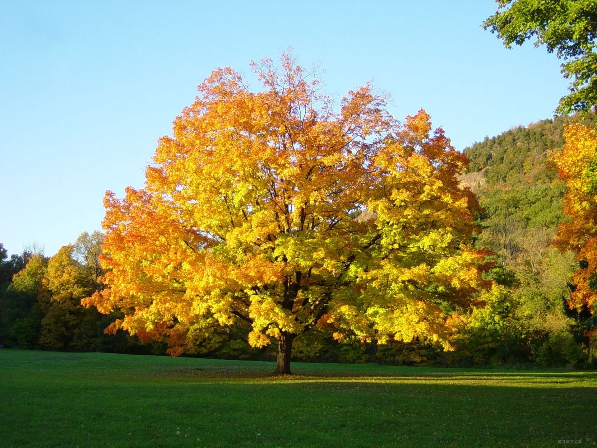 树木 秋天 树 叶 景观 季节 枫树 公园 自然 户外 木材 风景如画 明亮 乡村 日光 郁郁葱葱 好天气 环境 农村 分支
