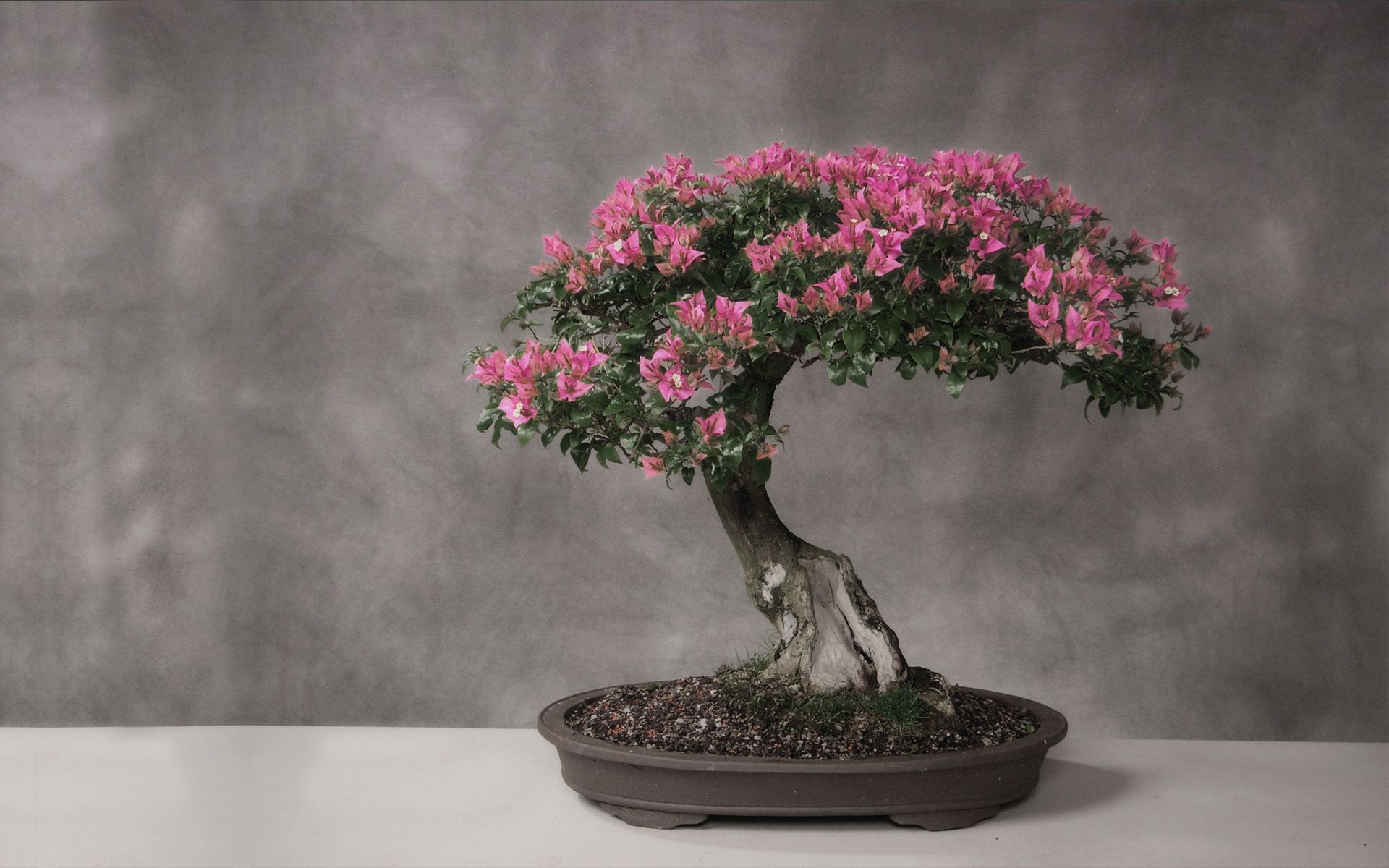 树木 树 花 花瓶 叶 植物 花园 树枝 自然 生长 盆 景观