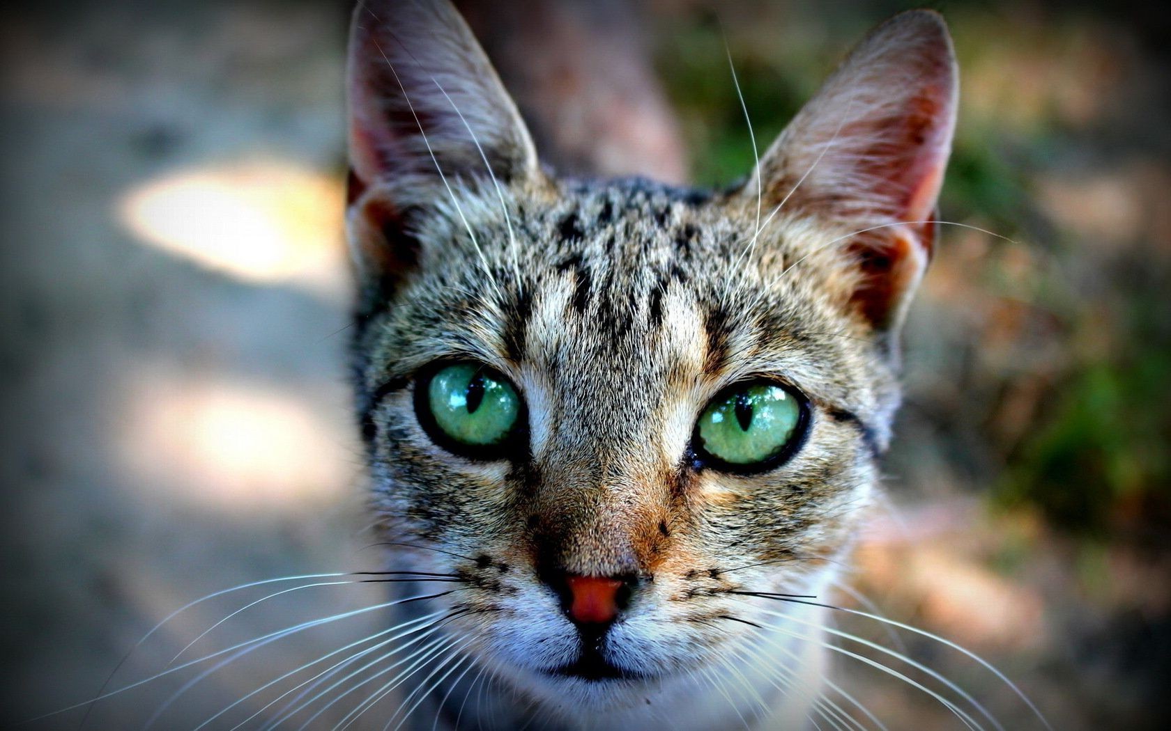 猫 猫 动物 毛皮 可爱 自然 宠物 肖像 眼睛 哺乳动物 小猫 小 年轻 国内 小胡子 可爱 头发 视图