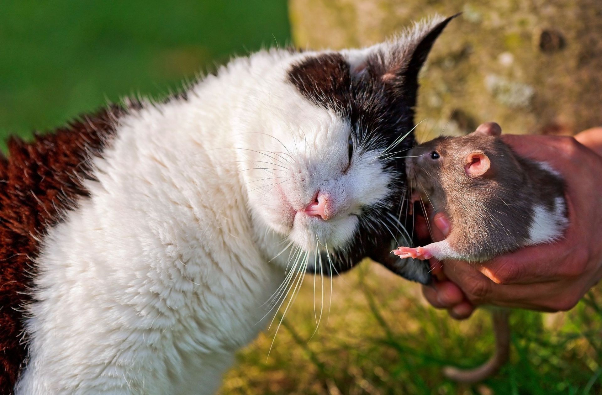 猫 哺乳动物 动物 可爱 自然 毛皮 猫 宠物 肖像 野生动物 小
