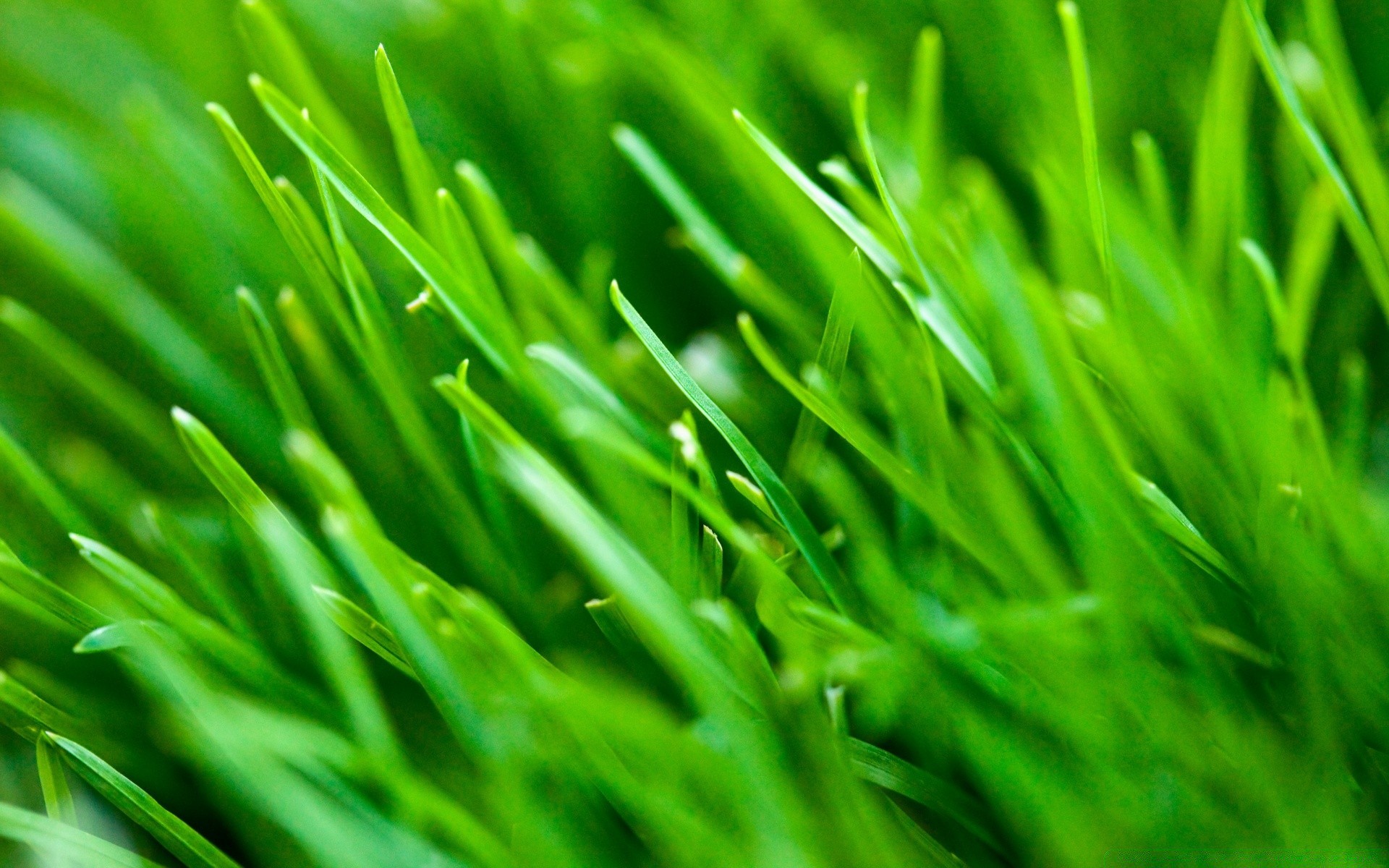 植物 草 草坪 茂盛 刀片 增长 植物群 wheatgrass 叶子 庭院 干草 草皮 环境 露水 新鲜 自然 庭院 生态 领域 秋天