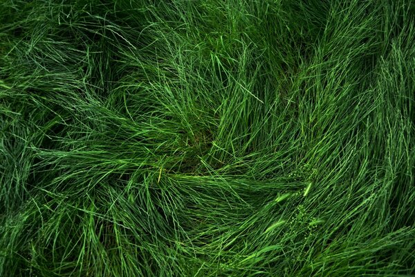夏天新鲜的绿草