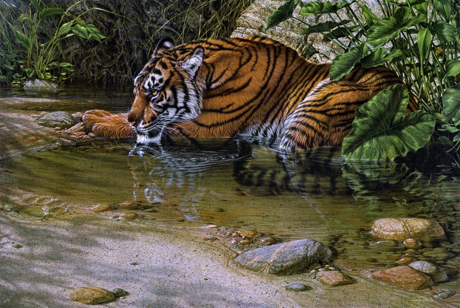 老虎 老虎 野生动物 丛林 自然 猫 野生 动物园 捕食者 哺乳动物 水 危险 猎人 户外 侵略