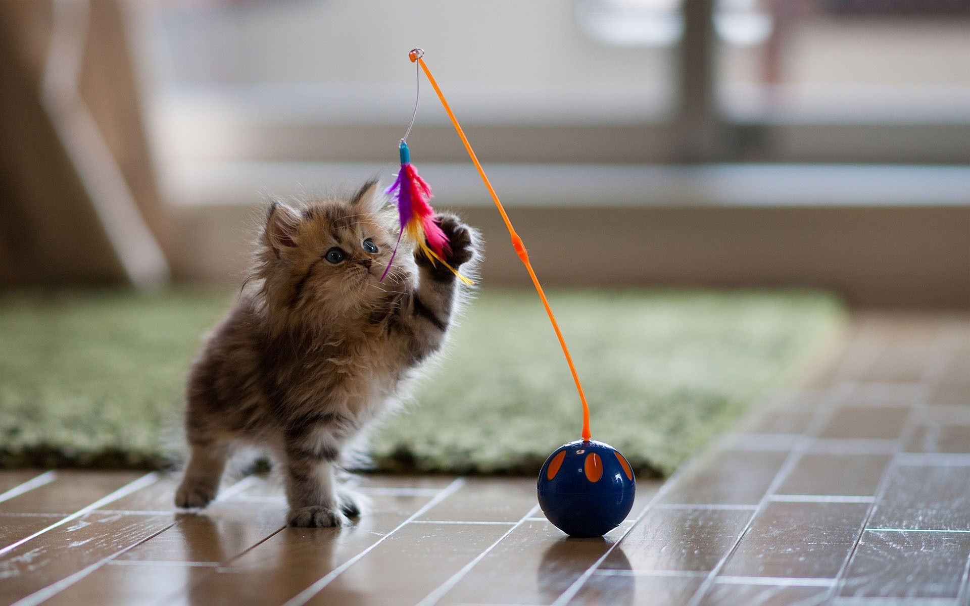 猫 肖像 可爱 猫 宠物 一个 小 哺乳动物 年轻 有趣