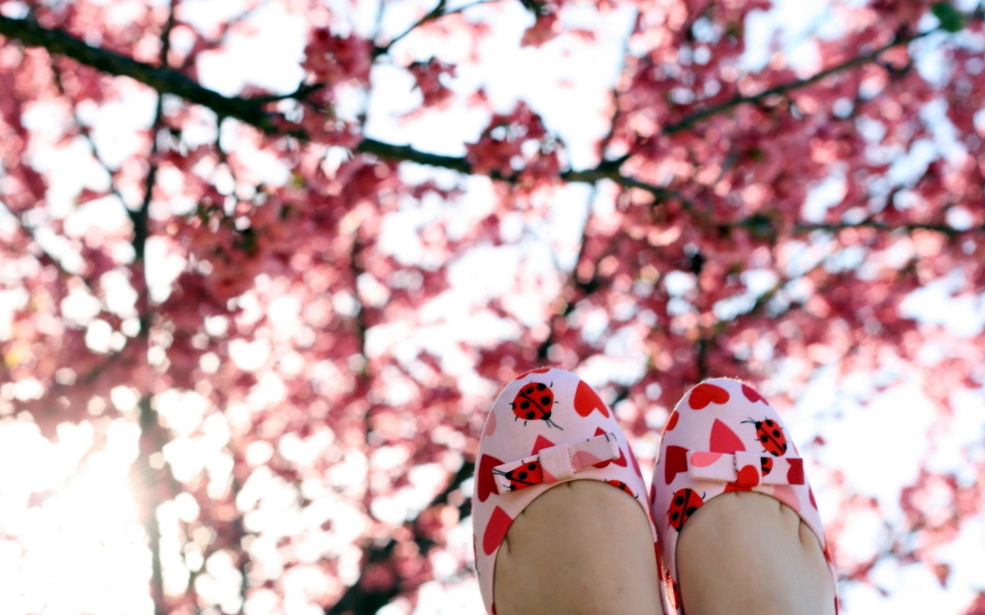 樱桃 树 花 户外 冬季 季节 自然 景观 分支 公园