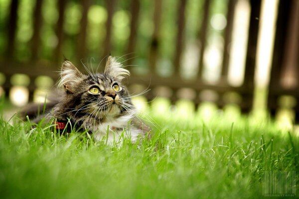 草丛中的一只猫抬头