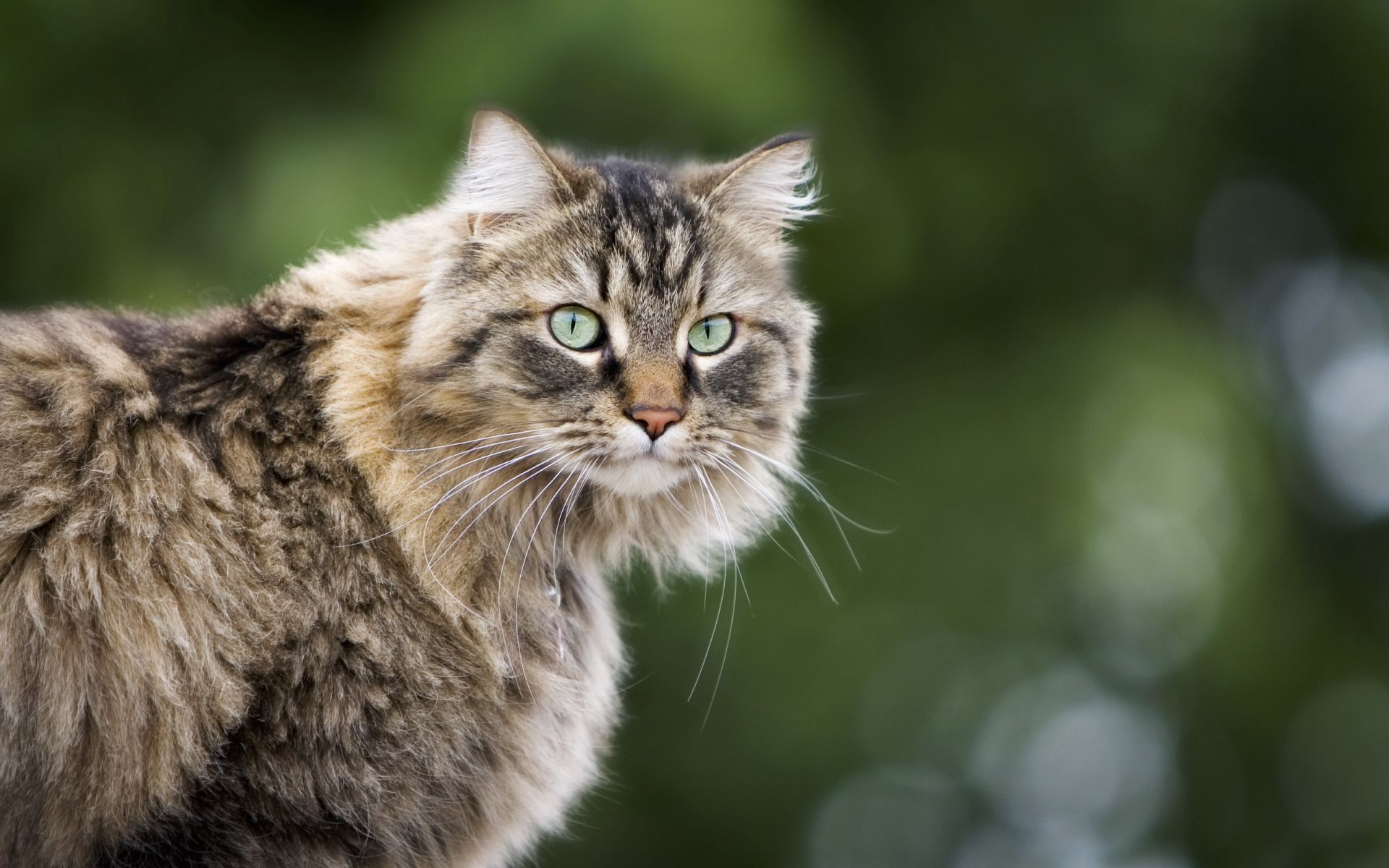 猫 动物 猫 可爱 自然 哺乳动物 宠物 肖像