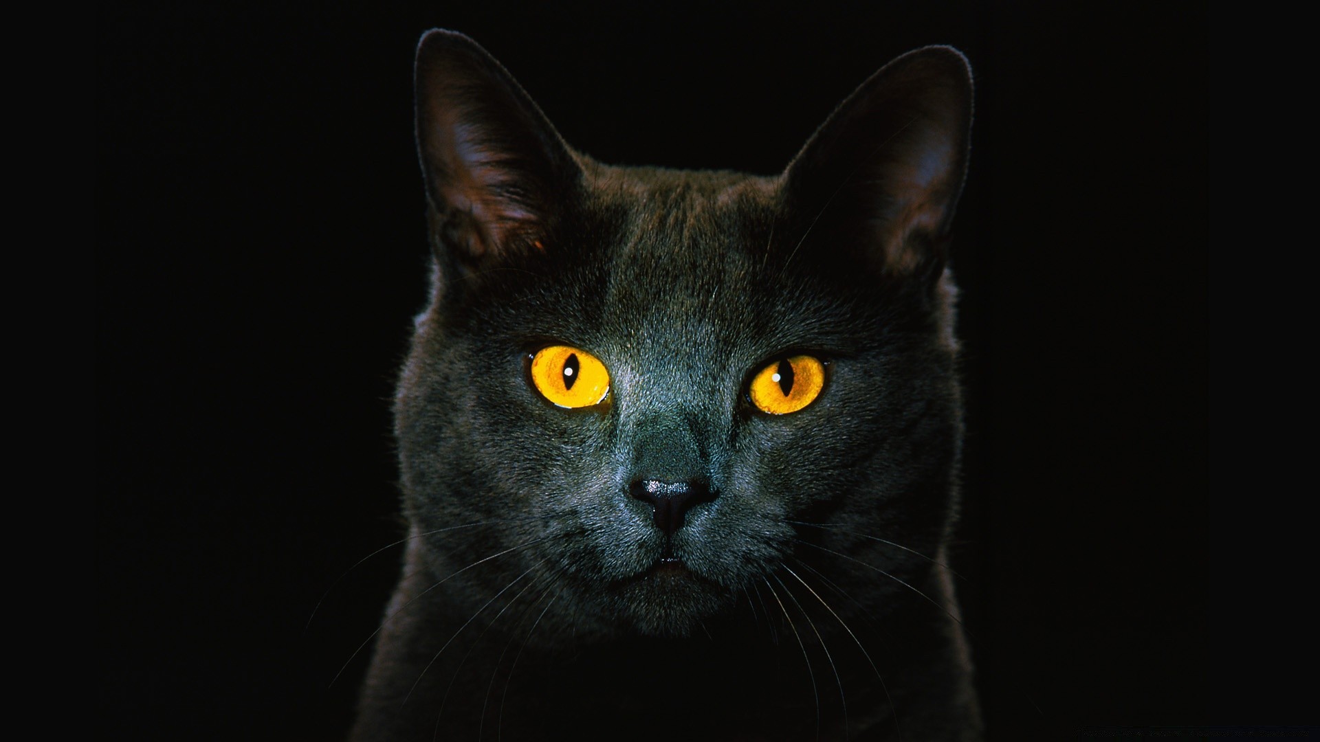 猫 猫 肖像 眼睛 哺乳动物 宠物 可爱 一个 动物 头 毛皮 头发 视图