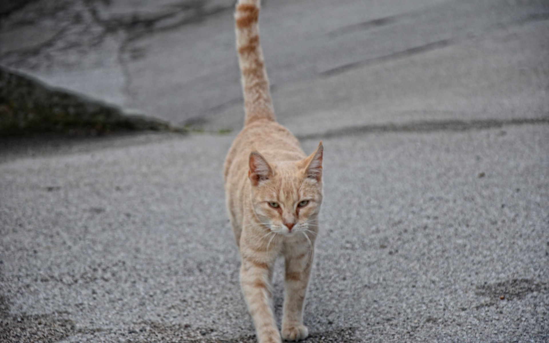 猫 猫 可爱 肖像 动物 自然 户外 灰色 一个 小 年轻 观看