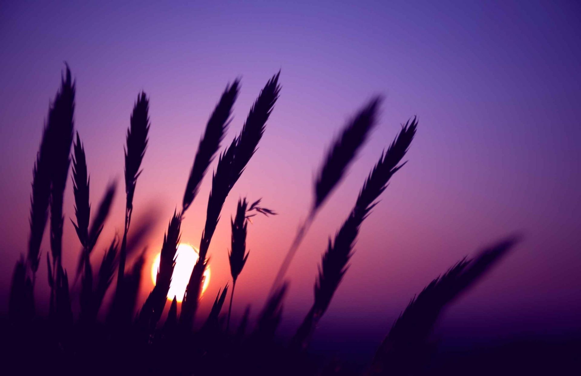 植物 剪影 太阳 光 自然 景观 天空 日落 背光 增长 夏天 黎明
