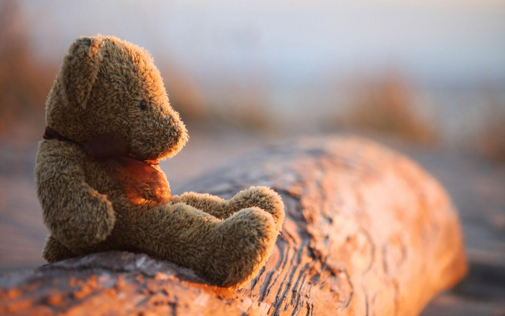 自然 户外 食物