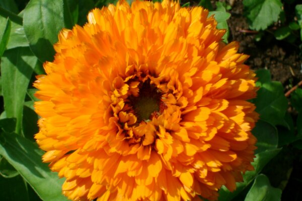 特里金盏花的花。..