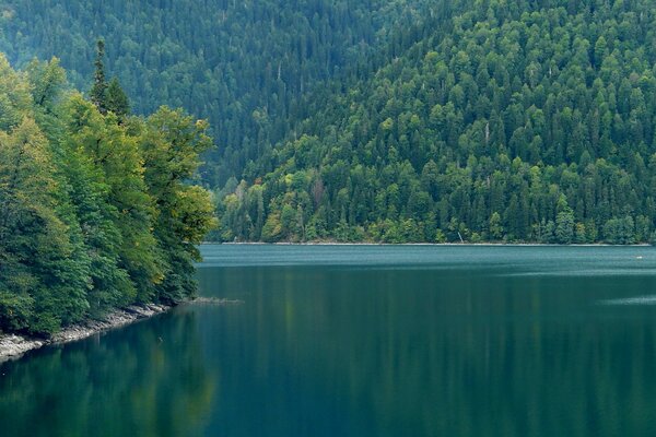 森林和山脉背景上的山区河流