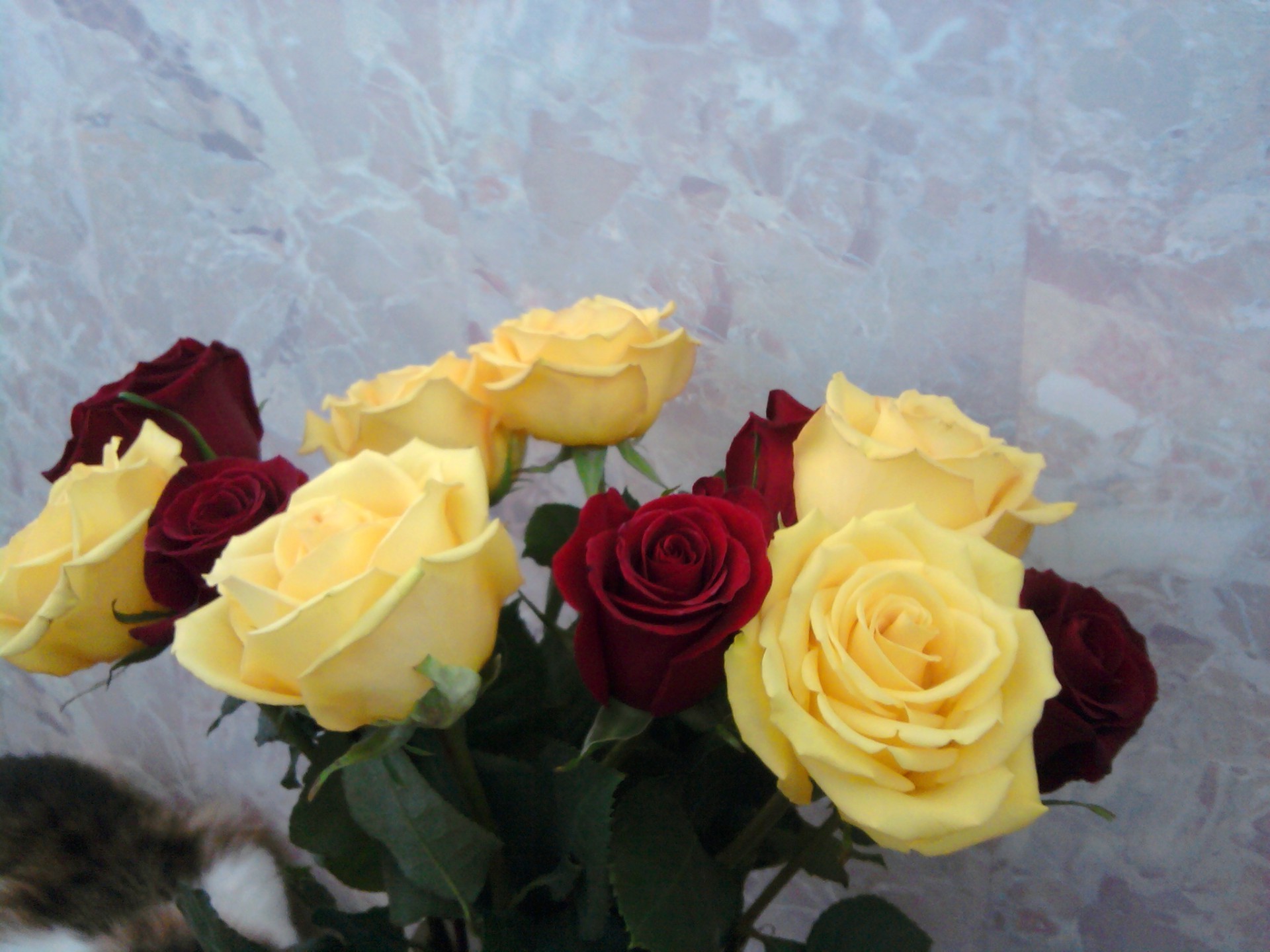 花 玫瑰 爱情 婚礼 花 浪漫 周年纪念 花束 礼物 花瓣 浪漫 生日 节日 花 新娘 盛开 叶 装饰品