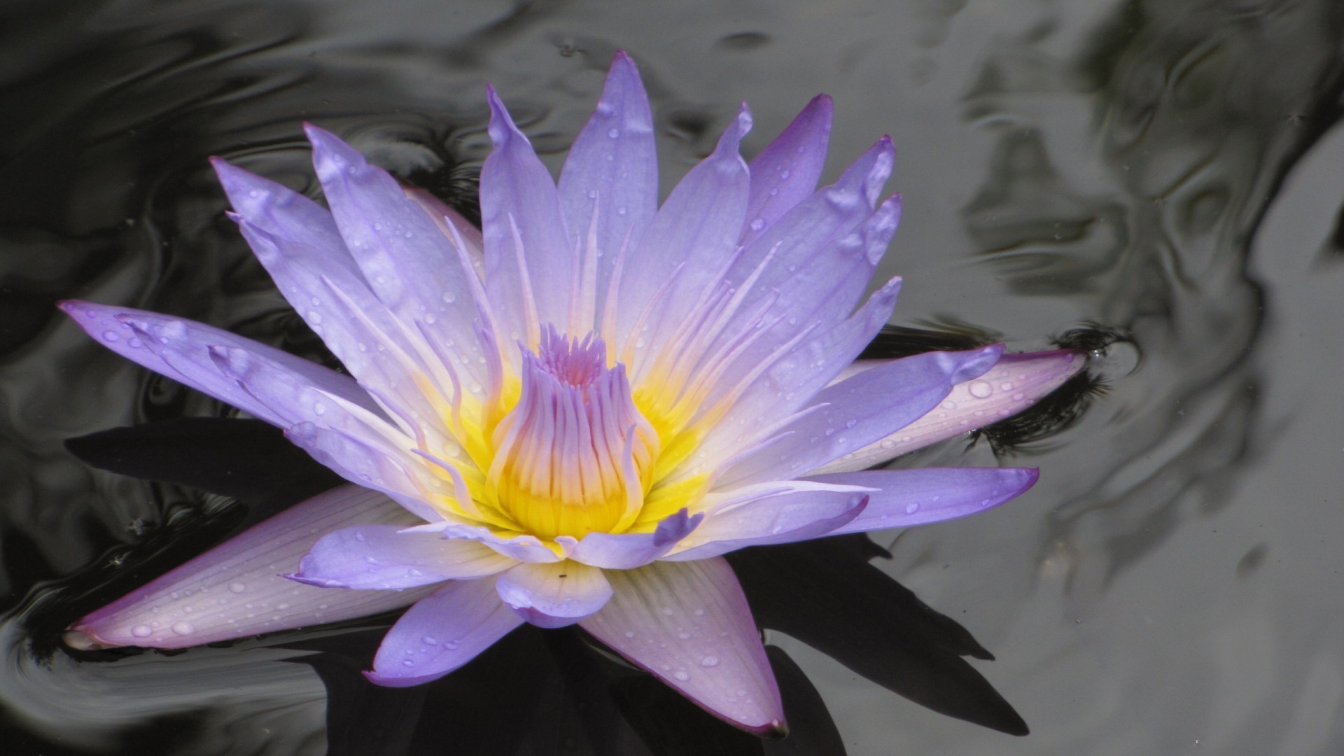 水中的花 莲花 花 池 自然 植物群 盛开 水生 叶 美丽 百合 花园 花瓣 游泳 异国情调 夏天 睡莲 禅 热带 颜色 花卉