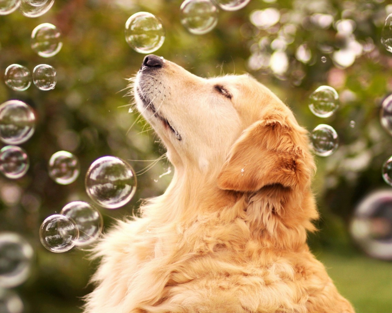 狗 狗 动物 宠物 可爱 肖像 自然 毛皮 狗处理 哺乳动物 小狗 猎犬 草 小 可爱 国内 金毛猎犬 年轻 品种 观看 滑稽