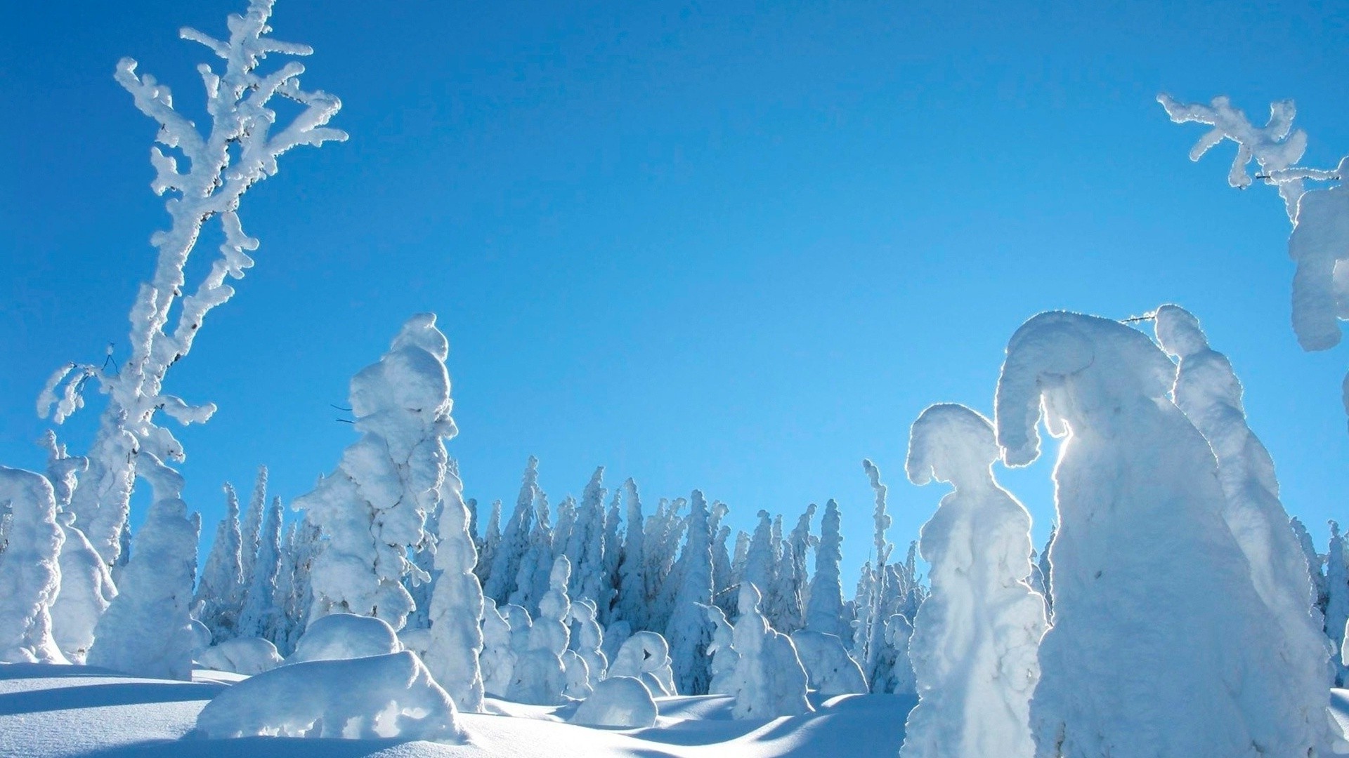 冬天 雪 冷 冰 霜 冰冻 霜冻 圣诞节 自然 山 天气 风景 木材 户外