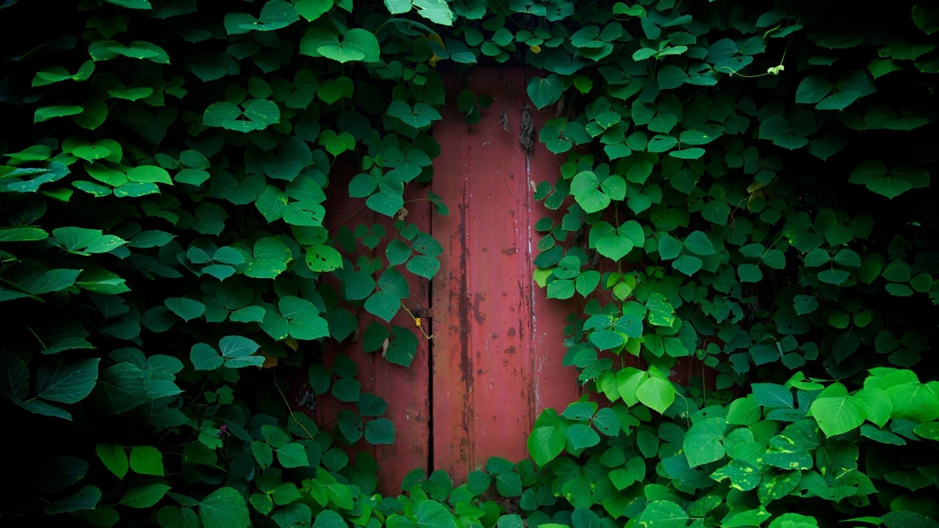 叶 常春藤 桌面 抽象 纹理 花园 墙 三叶草 自然 生长 植物群 木材 运气 模板