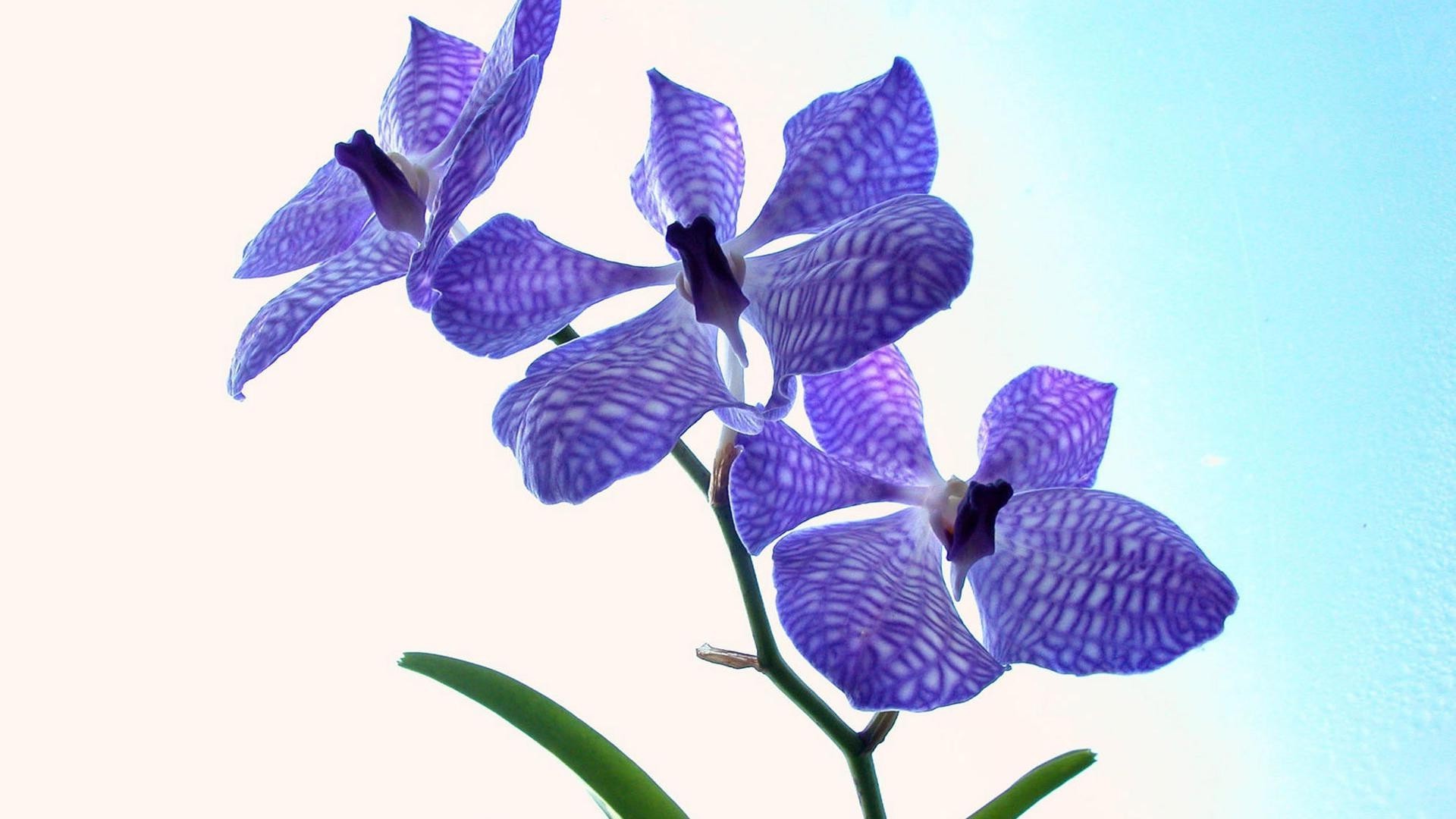 花 自然 花 植物群 花卉 叶 热带 孤立 花瓣 美丽 花园 明亮 颜色 精致 夏天 装饰 桌面 特写 异国情调 盛开