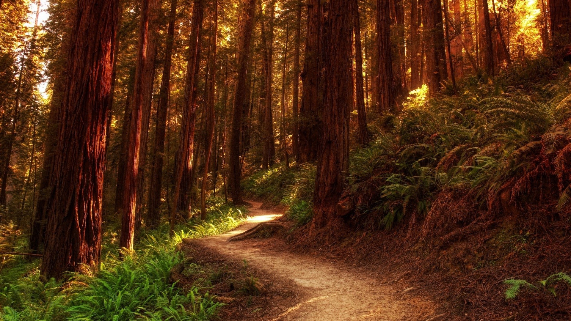夏季 木材 自然 景观 树木 导游 道路 公园 光线 树叶 户外 黎明 小径 秋天 好天气 旅行 徒步旅行 红杉 风景 环境