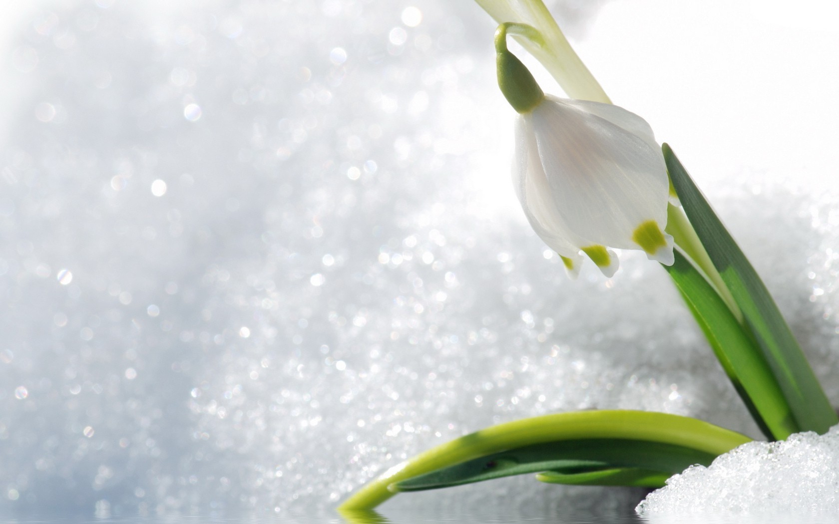 冬天 自然 花 植物 叶 雪 纯洁 季节 秋天 明亮 复活节 生长